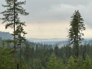 4684 GROUSE CREEK RD LOT A, CHEWELAH, WA 99109, photo 3 of 9